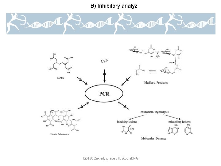 B) Inhibitory analýz Bi 5130 Základy práce s lidskou a. DNA 