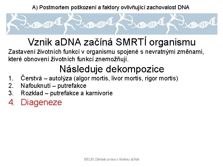 A) Postmortem poškození a faktory ovlivňující zachovalost DNA Vznik a. DNA začíná SMRTÍ organismu