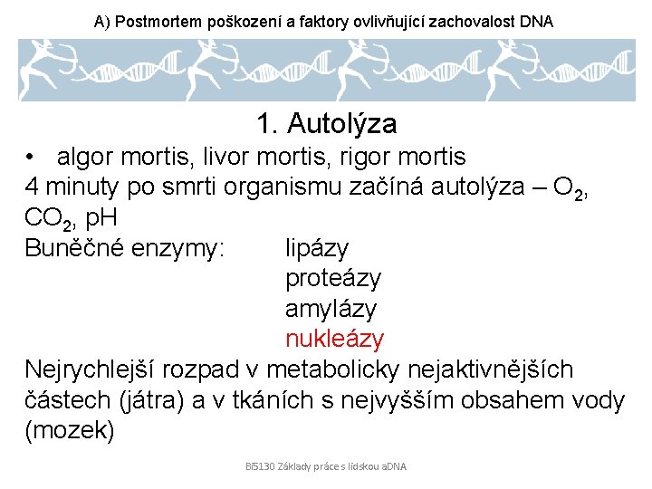 A) Postmortem poškození a faktory ovlivňující zachovalost DNA 1. Autolýza • algor mortis, livor
