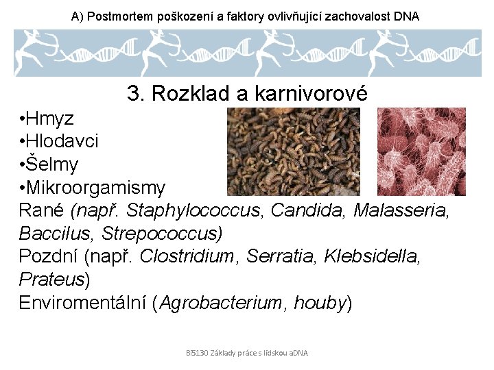 A) Postmortem poškození a faktory ovlivňující zachovalost DNA 3. Rozklad a karnivorové • Hmyz