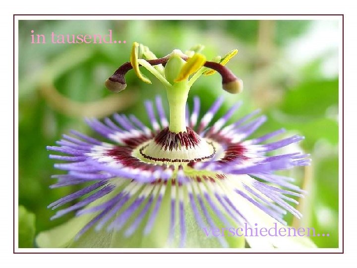 in tausend. . . verschiedenen. . . 