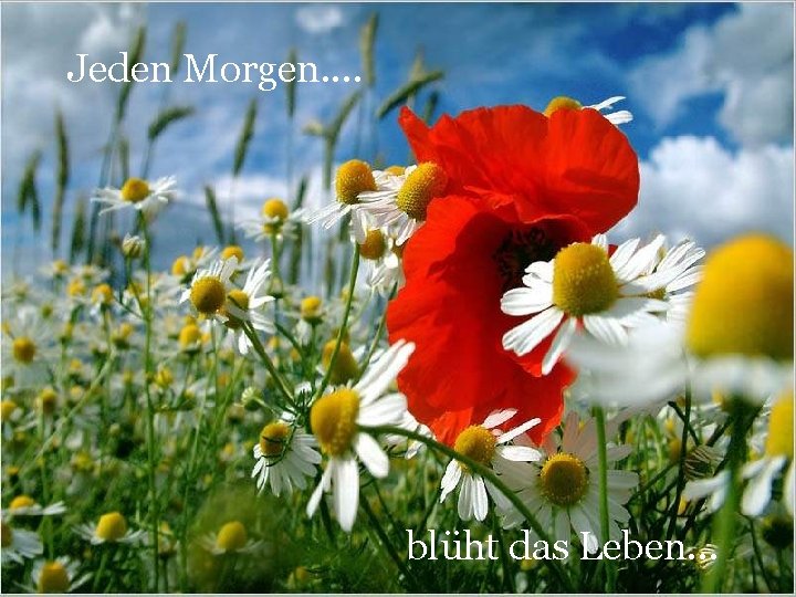 Jeden Morgen. . blüht das Leben. . . 