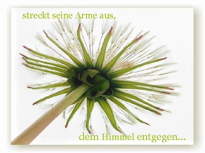 streckt seine Arme aus, dem Himmel entgegen. . . 