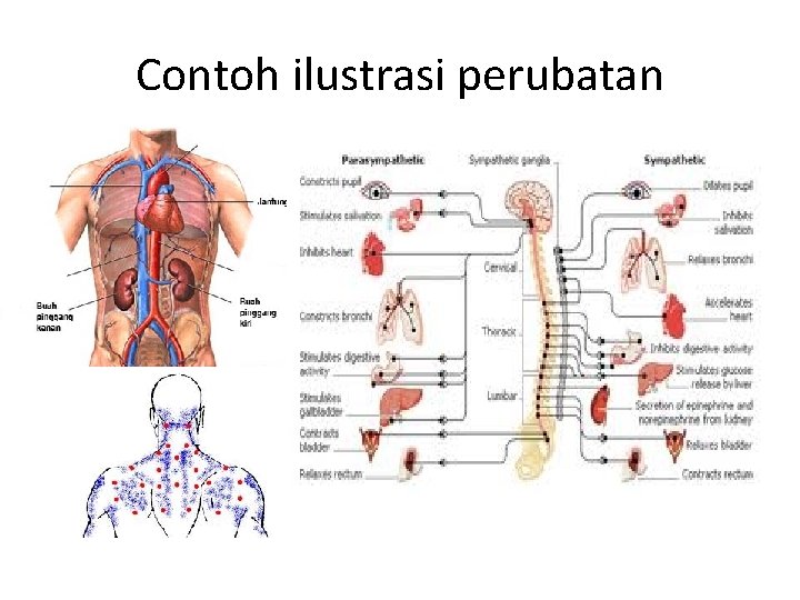 Contoh ilustrasi perubatan 
