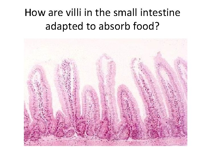 How are villi in the small intestine adapted to absorb food? 