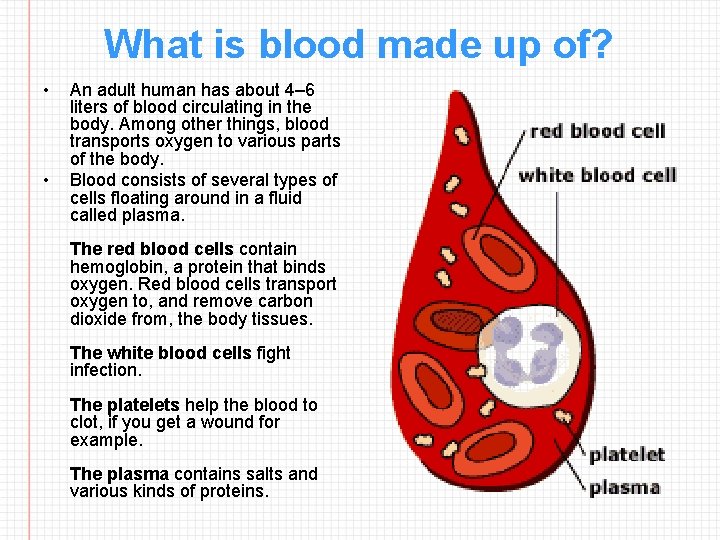 What is blood made up of? • • An adult human has about 4–