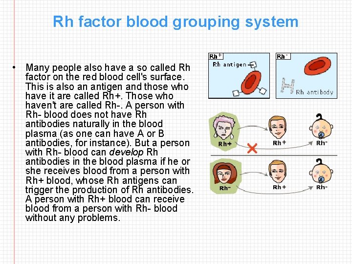 Rh factor blood grouping system • Many people also have a so called Rh