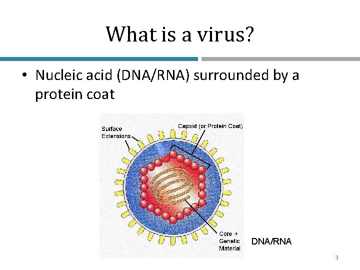Viruses Ch 26 Biology B Adi Stern 1