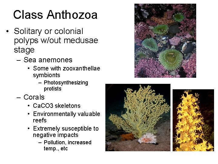 Class Anthozoa • Solitary or colonial polyps w/out medusae stage – Sea anemones •