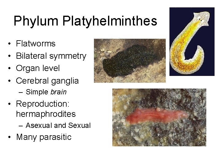 Phylum Platyhelminthes • • Flatworms Bilateral symmetry Organ level Cerebral ganglia – Simple brain