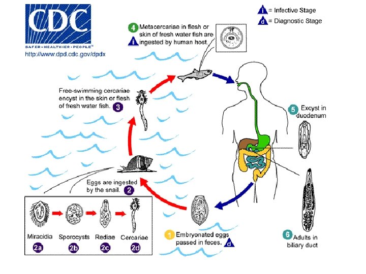 Opisthorchis lifecycle 