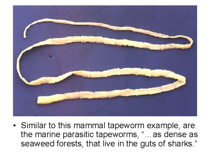  • Similar to this mammal tapeworm example, are the marine parasitic tapeworms, “…as
