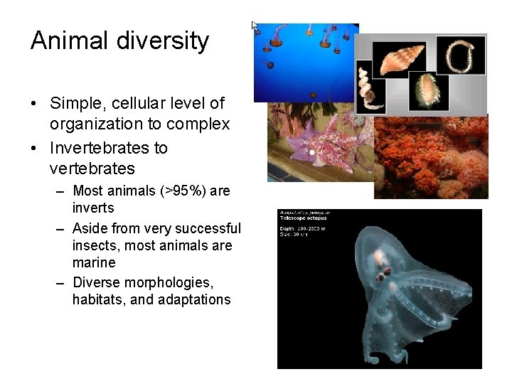 Animal diversity • Simple, cellular level of organization to complex • Invertebrates to vertebrates