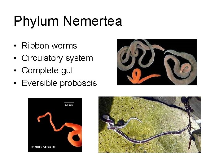 Phylum Nemertea • • Ribbon worms Circulatory system Complete gut Eversible proboscis 