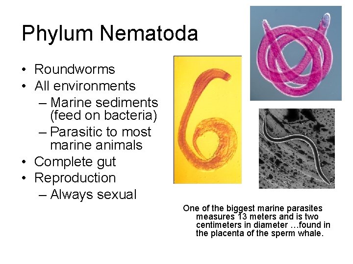 Phylum Nematoda • Roundworms • All environments – Marine sediments (feed on bacteria) –