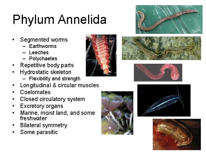 Phylum Annelida • Segmented worms – Earthworms – Leeches – Polychaetes • Repetitive body