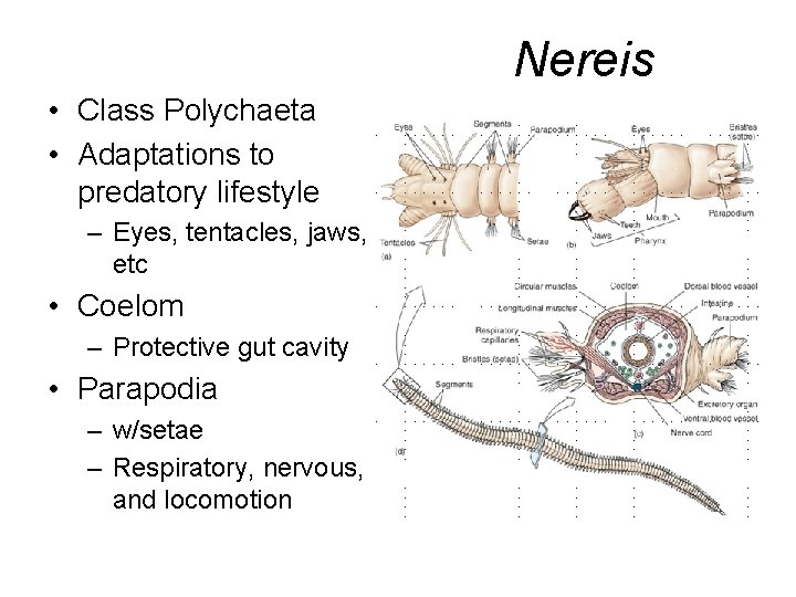Nereis • Class Polychaeta • Adaptations to predatory lifestyle – Eyes, tentacles, jaws, etc