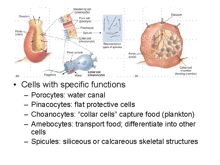  • Cells with specific functions – – Porocytes: water canal Pinacocytes: flat protective