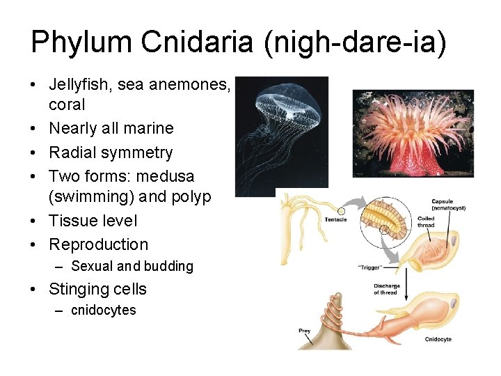 Phylum Cnidaria (nigh-dare-ia) • Jellyfish, sea anemones, coral • Nearly all marine • Radial