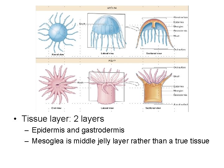  • Tissue layer: 2 layers – Epidermis and gastrodermis – Mesoglea is middle