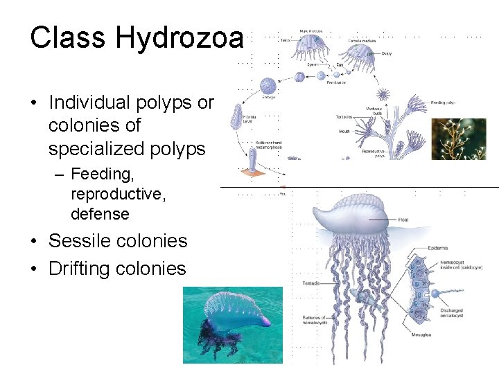 Class Hydrozoa • Individual polyps or colonies of specialized polyps – Feeding, reproductive, defense