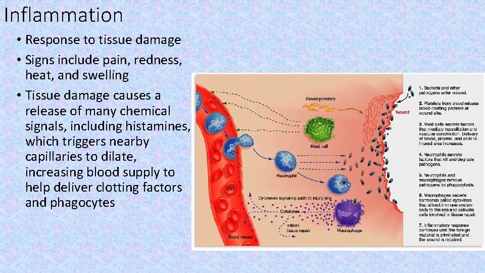 Inflammation • Response to tissue damage • Signs include pain, redness, heat, and swelling