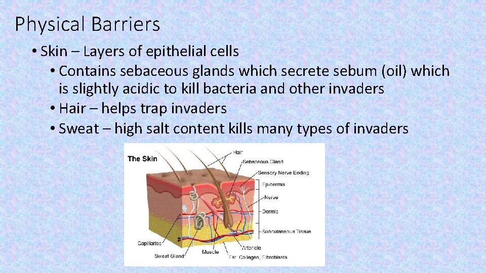 Physical Barriers • Skin – Layers of epithelial cells • Contains sebaceous glands which