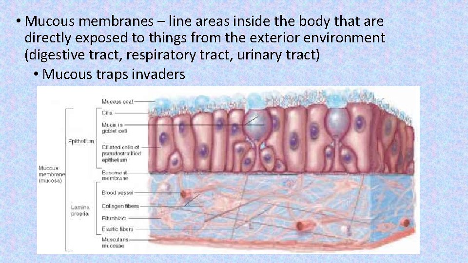  • Mucous membranes – line areas inside the body that are directly exposed