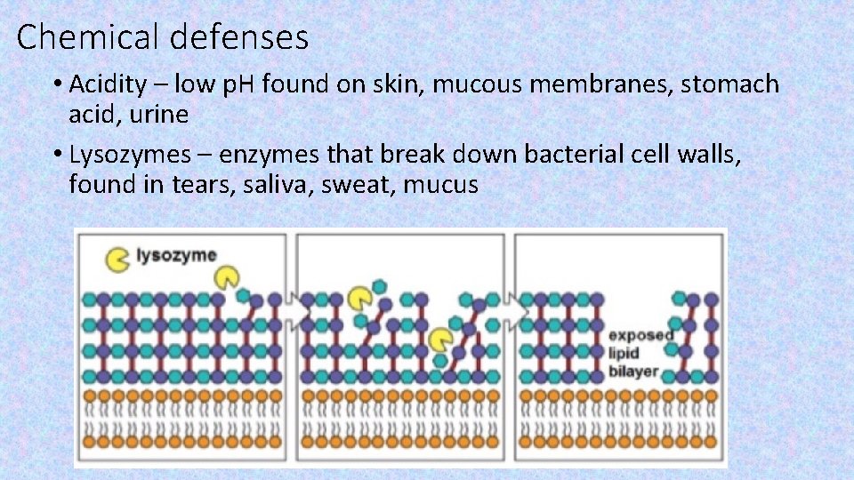 Chemical defenses • Acidity – low p. H found on skin, mucous membranes, stomach