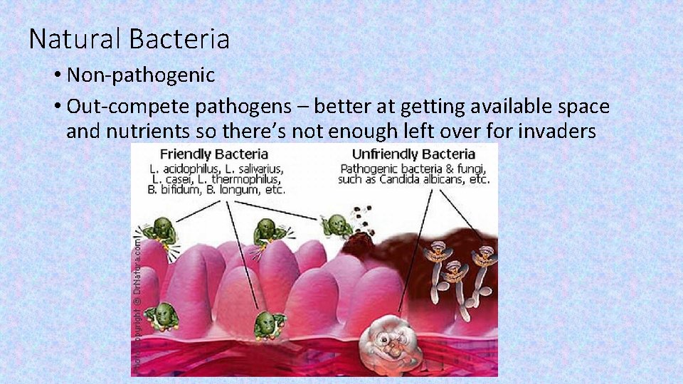 Natural Bacteria • Non-pathogenic • Out-compete pathogens – better at getting available space and