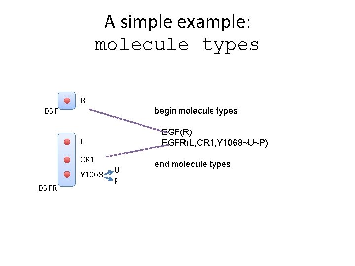 A simple example: molecule types R EGF begin molecule types EGF(R) EGFR(L, CR 1,