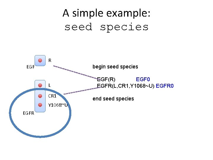 A simple example: seed species R EGF begin seed species L CR 1 Y