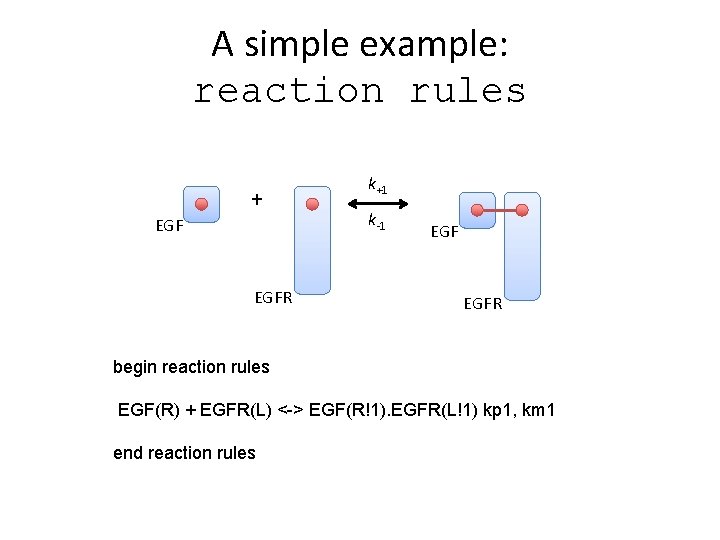 A simple example: reaction rules + EGFR k+1 k-1 EGFR begin reaction rules EGF(R)