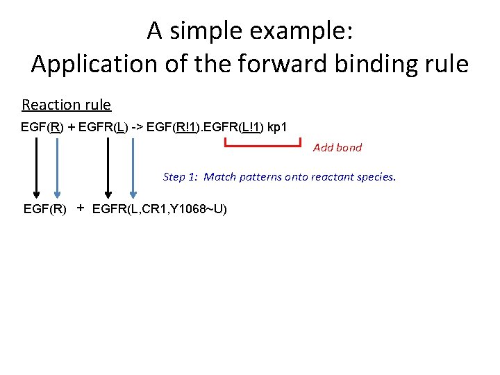 A simple example: Application of the forward binding rule Reaction rule EGF(R) + EGFR(L)