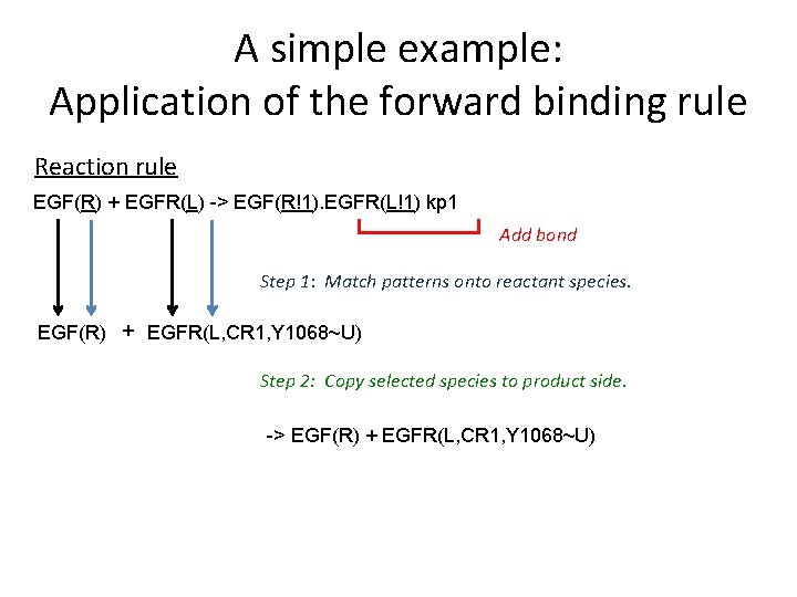 A simple example: Application of the forward binding rule Reaction rule EGF(R) + EGFR(L)