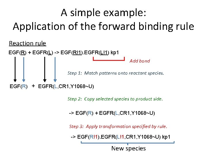 A simple example: Application of the forward binding rule Reaction rule EGF(R) + EGFR(L)