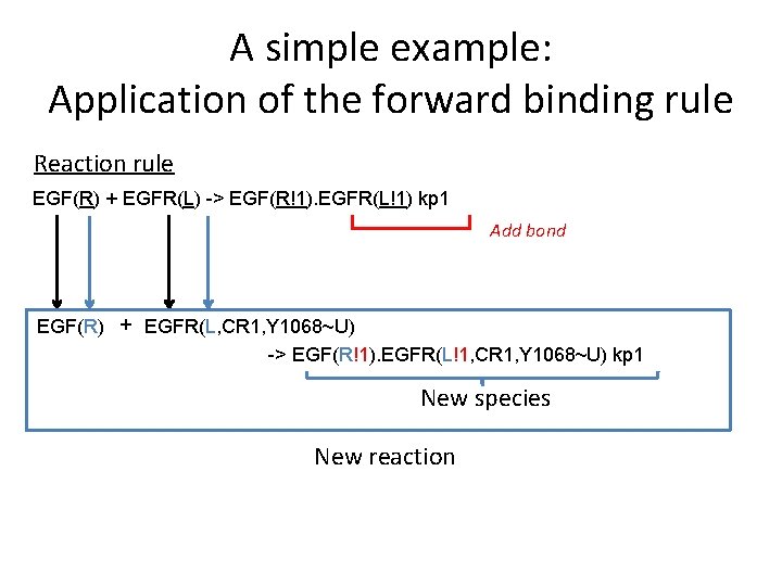 A simple example: Application of the forward binding rule Reaction rule EGF(R) + EGFR(L)