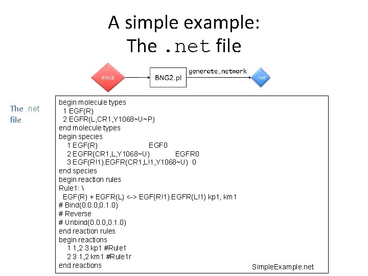 A simple example: The. net file begin molecule types 1 EGF(R) 2 EGFR(L, CR