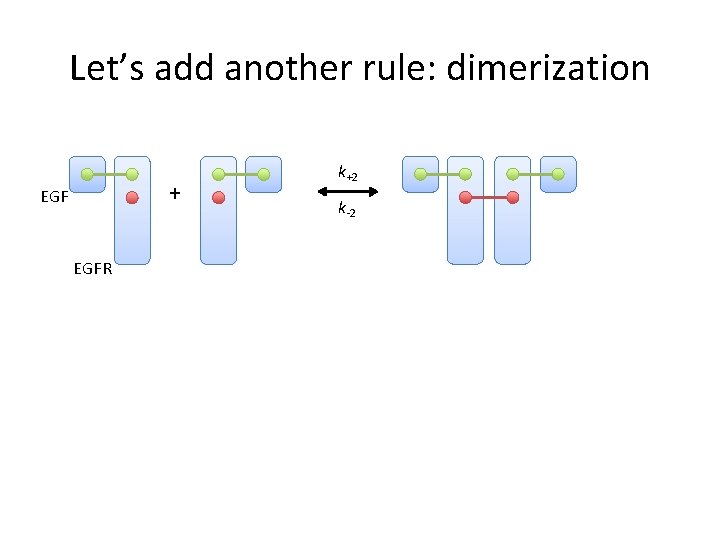 Let’s add another rule: dimerization + EGFR k+2 k-2 