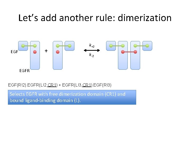 Let’s add another rule: dimerization + EGF k+2 k-2 EGFR EGF(R!2). EGFR(L!2, CR 1)