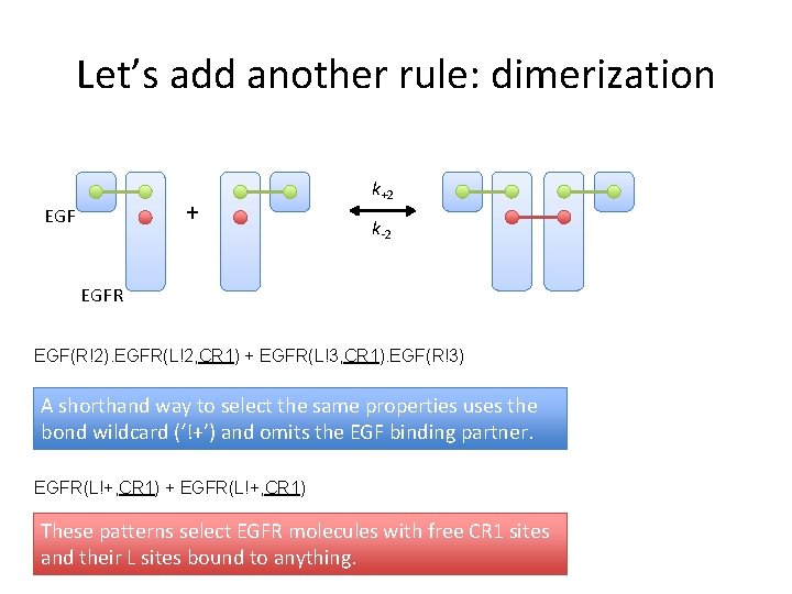 Let’s add another rule: dimerization + EGF k+2 k-2 EGFR EGF(R!2). EGFR(L!2, CR 1)