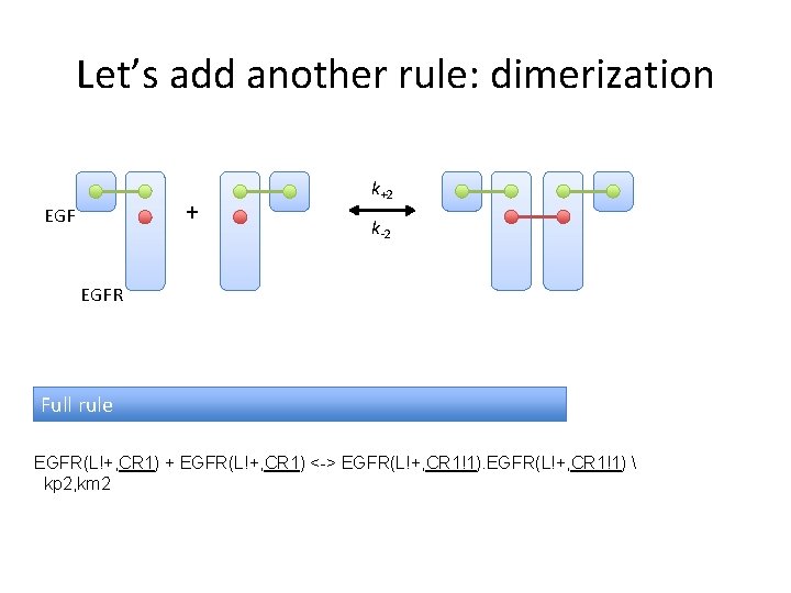 Let’s add another rule: dimerization + EGF k+2 k-2 EGFR Full rule EGFR(L!+, CR