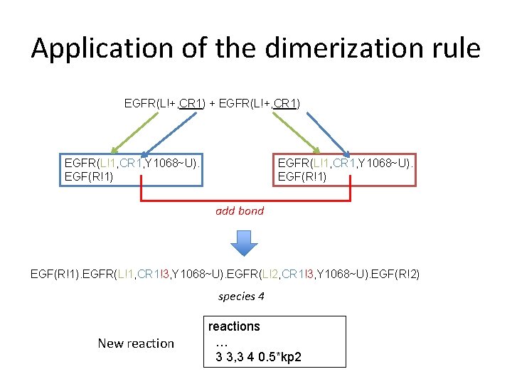 Application of the dimerization rule EGFR(L!+, CR 1) + EGFR(L!+, CR 1) EGFR(L!1, CR