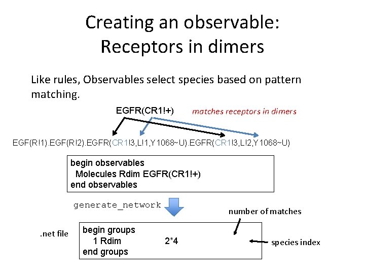 Creating an observable: Receptors in dimers Like rules, Observables select species based on pattern