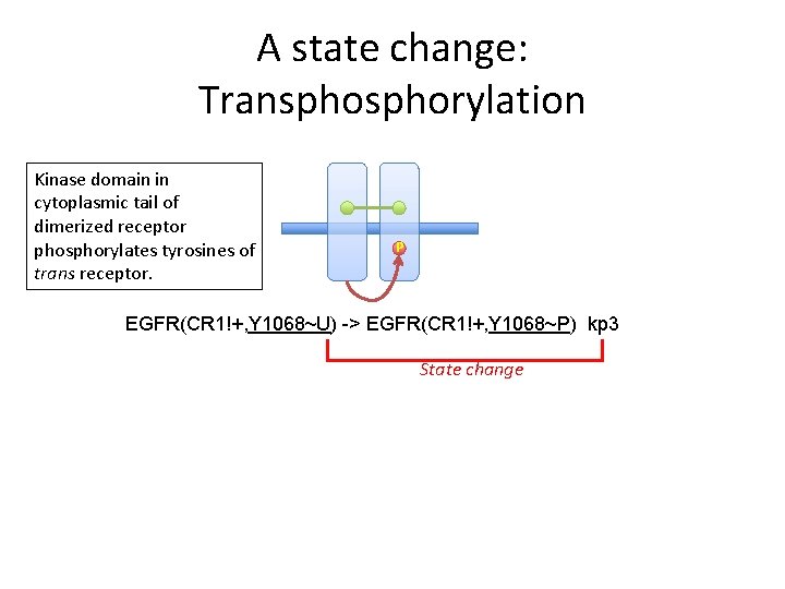 A state change: Transphorylation Kinase domain in cytoplasmic tail of dimerized receptor phosphorylates tyrosines