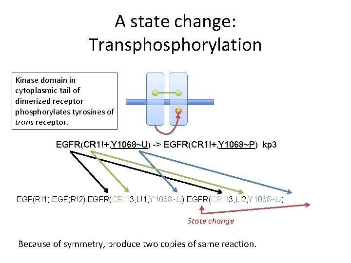 A state change: Transphorylation Kinase domain in cytoplasmic tail of dimerized receptor phosphorylates tyrosines