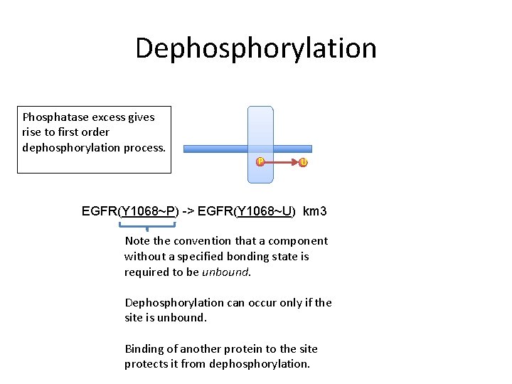 Dephosphorylation Phosphatase excess gives rise to first order dephosphorylation process. P U EGFR(Y 1068~P)