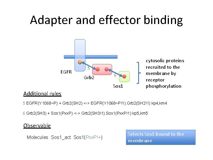 Adapter and effector binding P EGFR 5 Grb 2 6 Sos 1 cytosolic proteins