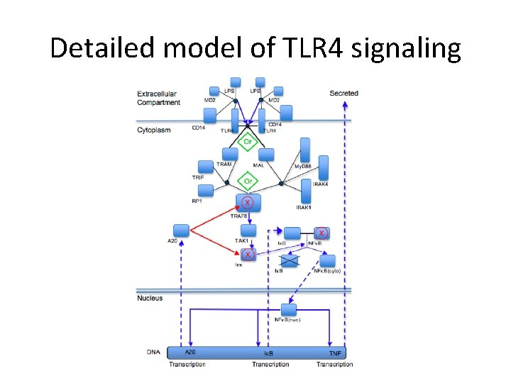 Detailed model of TLR 4 signaling 