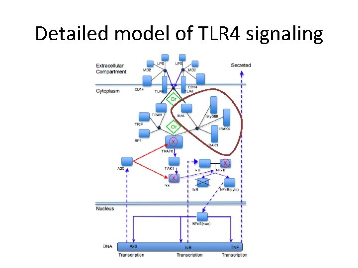 Detailed model of TLR 4 signaling 